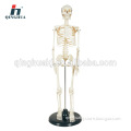 human skeleton model 85cm